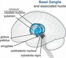Part of the brain affected by PSP. Brain 1.jpg